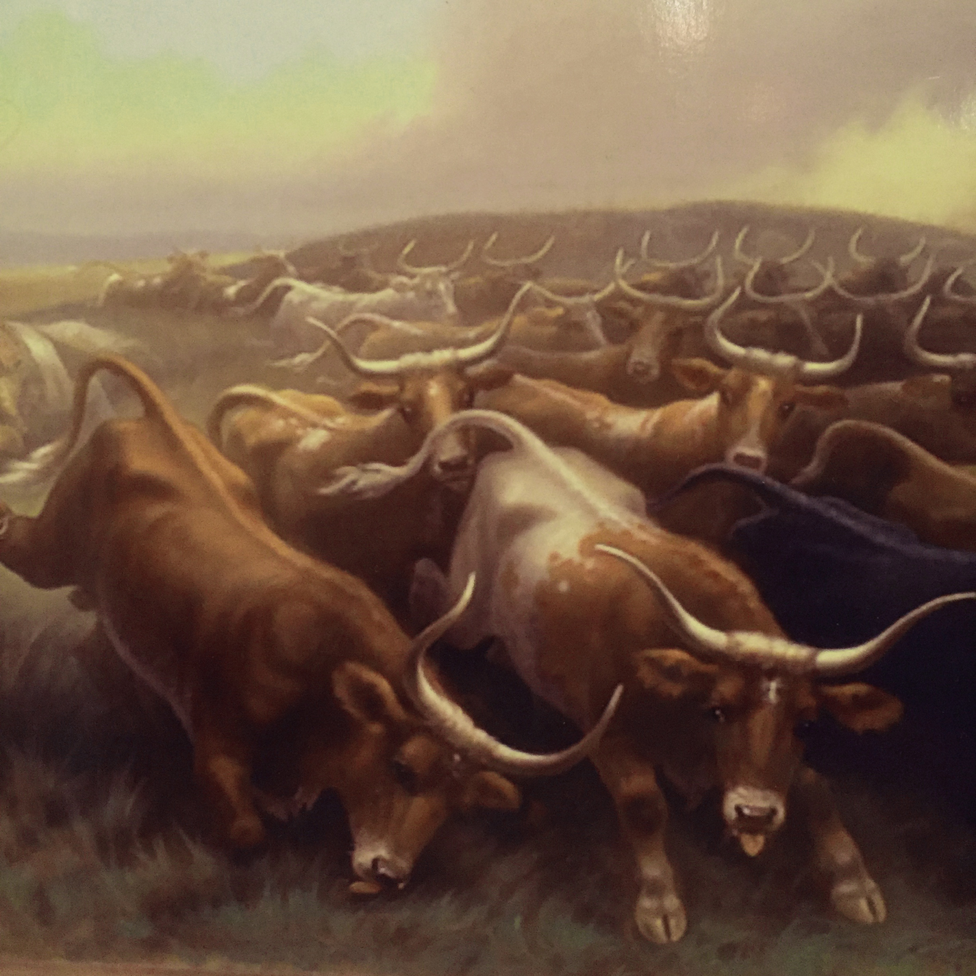 Longhorn cattle CDsz.jpg