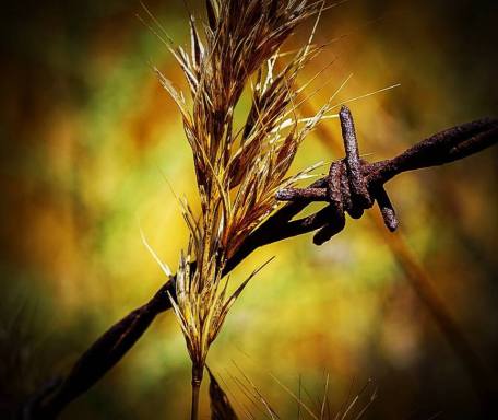 bobwire and foxtailes enoch feroten.jpg